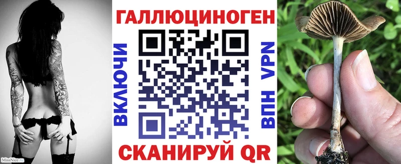 Купить  Городец  Галлюциногенные грибы Psilocybe 